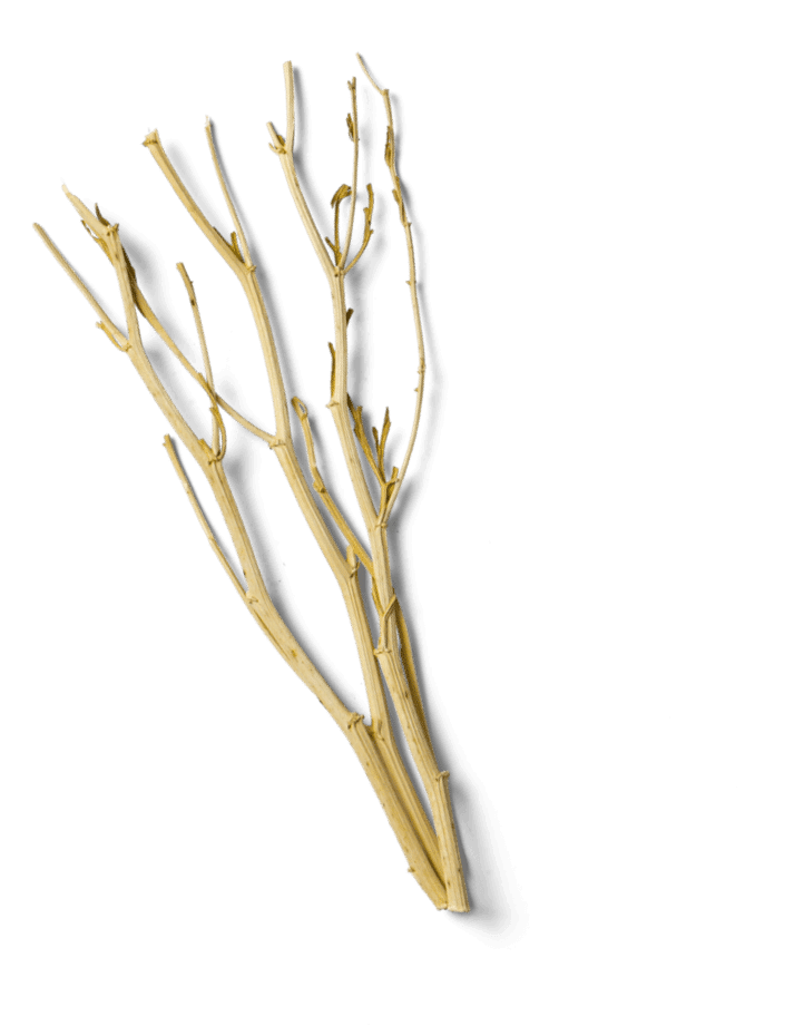 A dry, leafless branch with multiple thin, light-colored stems extending in various directions against a black background. The branch appears brittle and is illuminated by light from above, casting a faint shadow below.