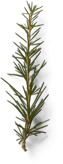 A single sprig of fresh rosemary with thin, green, needle-like leaves extending from a central stem, displayed against a plain, dark background.